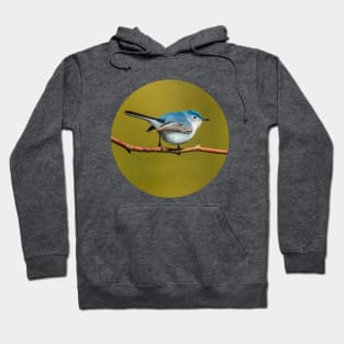 Little Cute Bird Photograph. Blue-Gray Gnatcatcher Hoodie